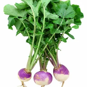 Turnip